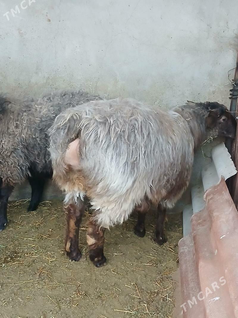 issek goyun - Бузмеин - img 1