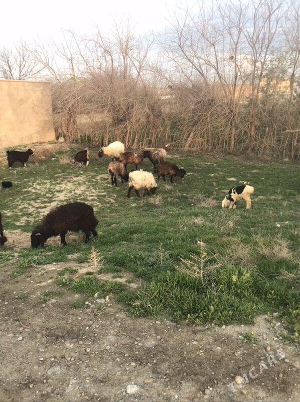 Ÿaž Išek - Бахарден - img 1