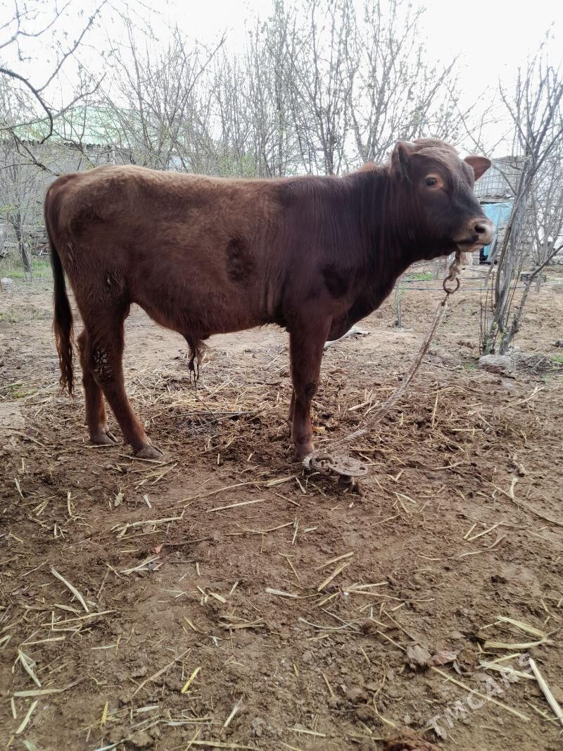 öküz gaty gowy zat - Aşgabat - img 1