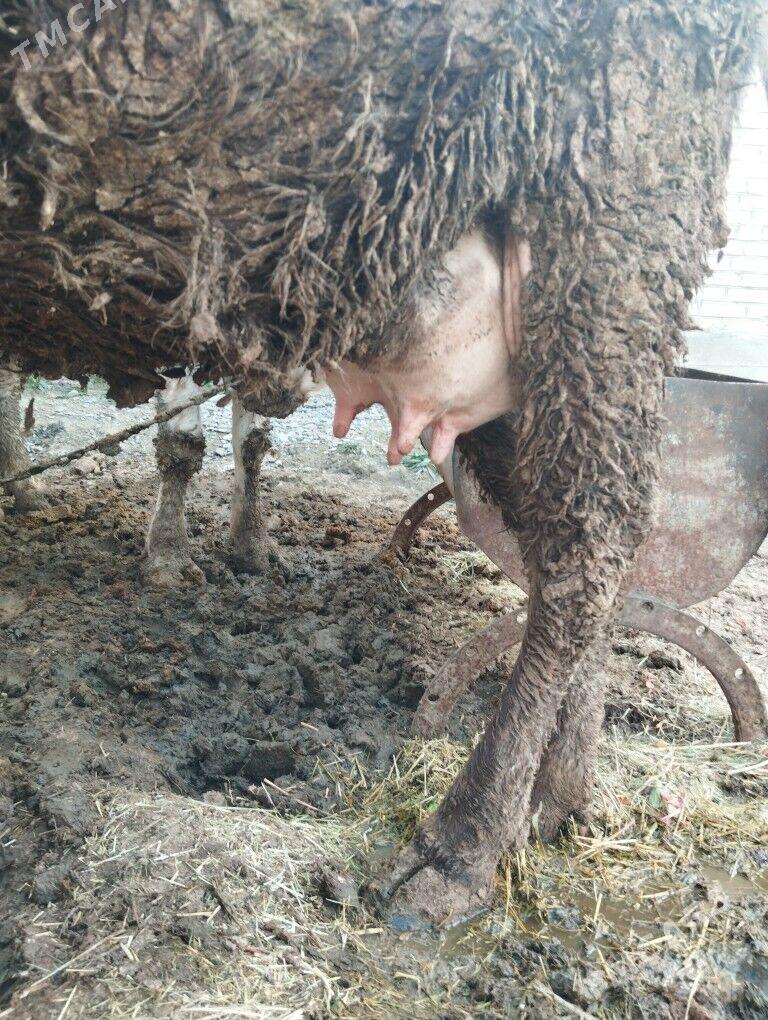 göleli sygyr - Bäherden - img 1