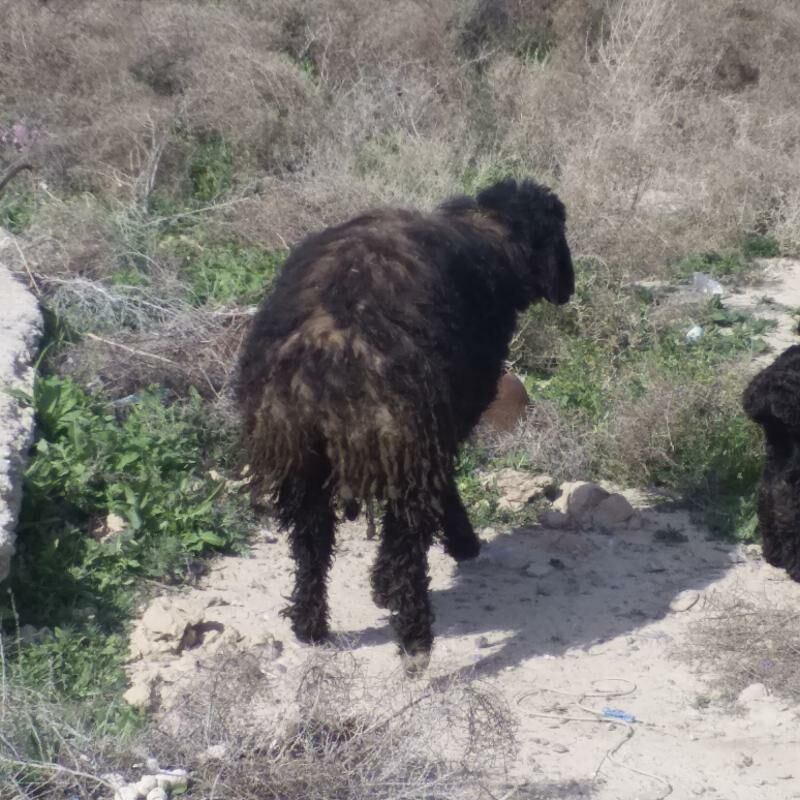 Guzuly goyun - Кака - img 1