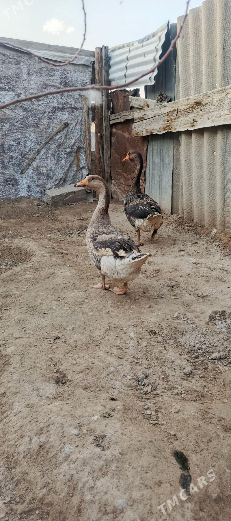 Guwa gaz - Бузмеин - img 1