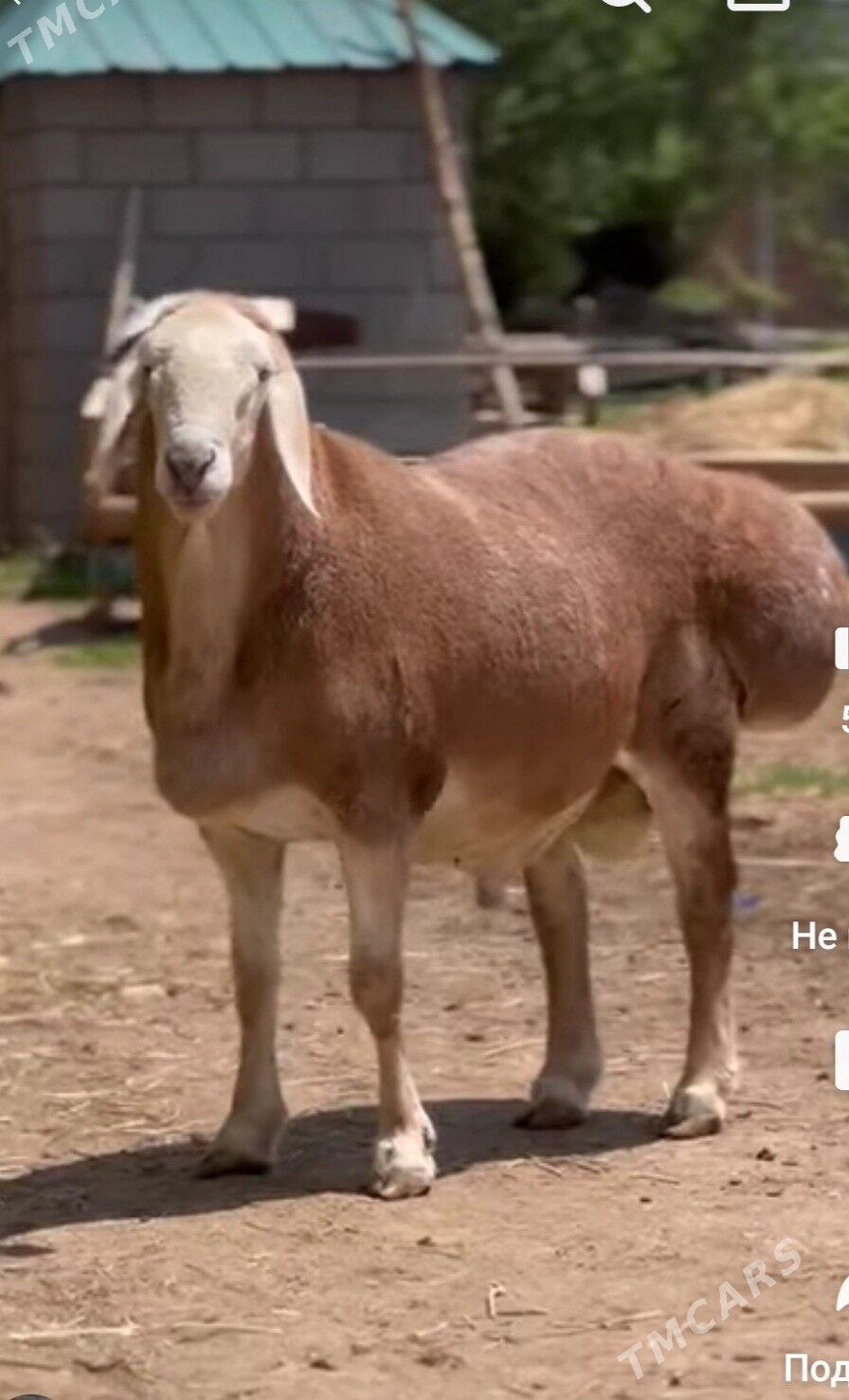 Gissar - Aşgabat - img 1