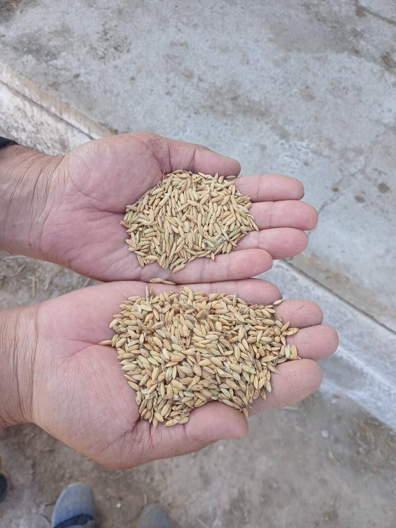 LAZER SALY TOHUM - Шабатский этрап - img 1