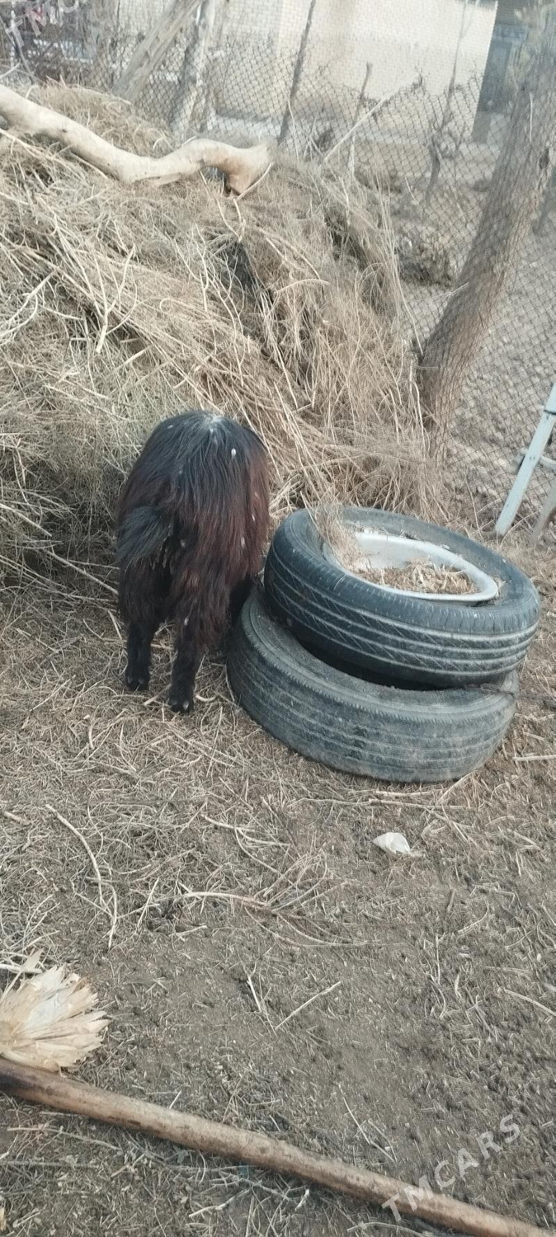 geci - Garagum etraby - img 1