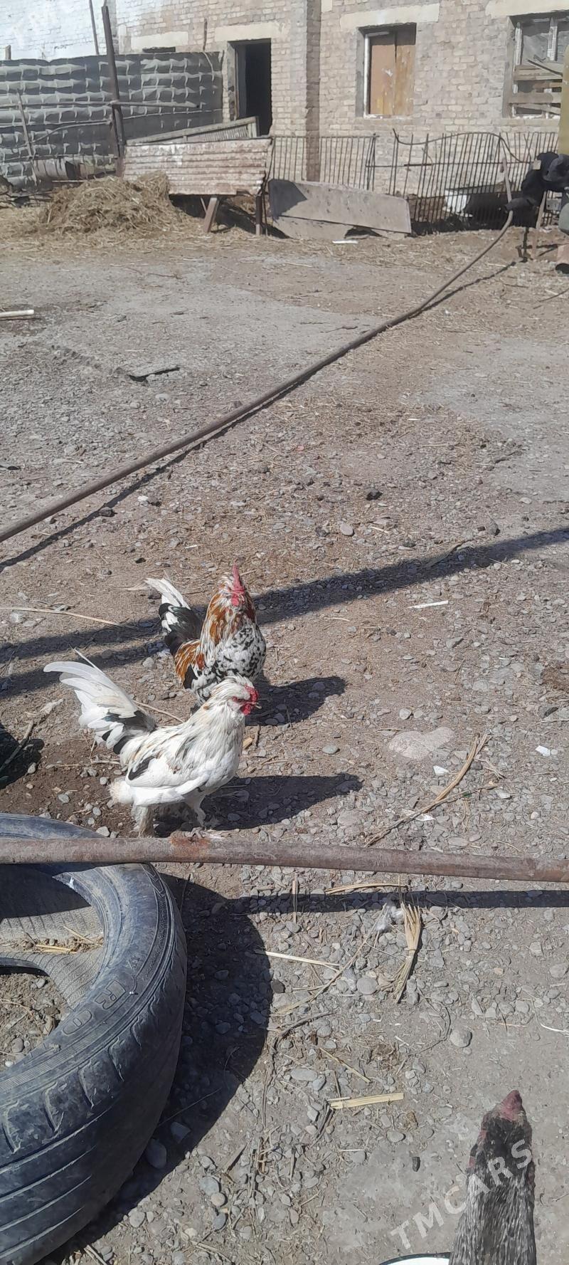 Ýaponçik - Туркменабат - img 1