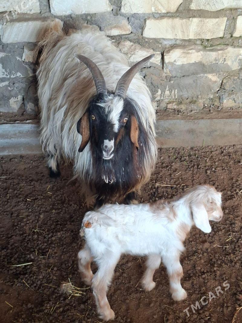 geci - Gumdag - img 1