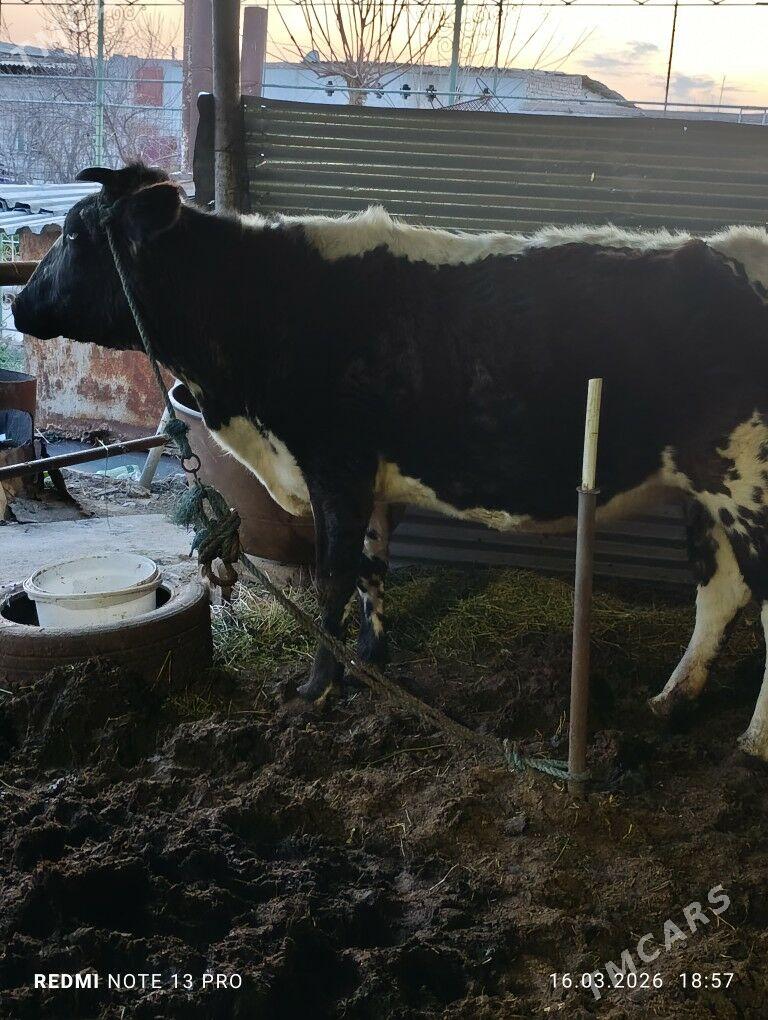 Mitis sygyr - Çärjew - img 1