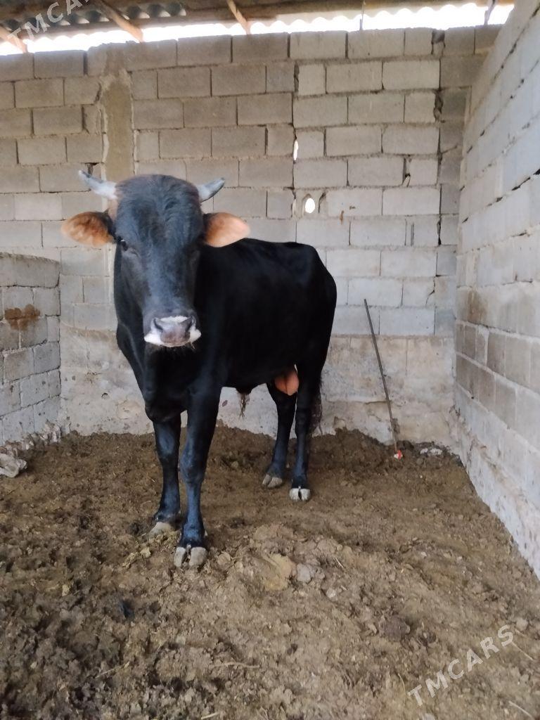 okuz - Ak bugdaý etraby - img 1