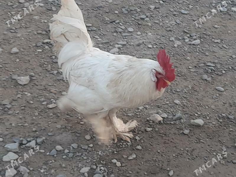 Towuk Horaz - Gyzylarbat - img 1