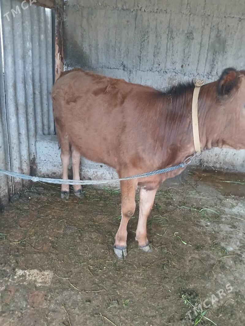 Tüwe - Gökdepe - img 1