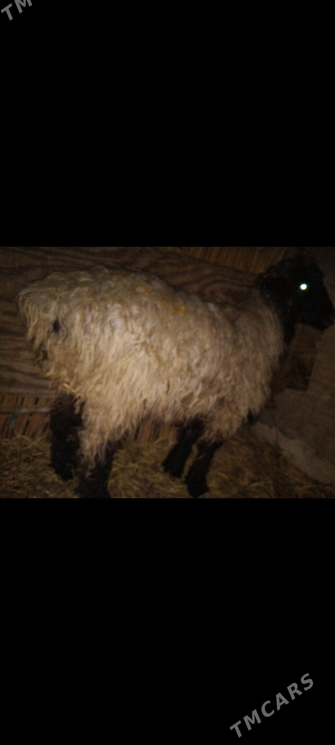 ISSEK TOKLY yekeje - Mary - img 1