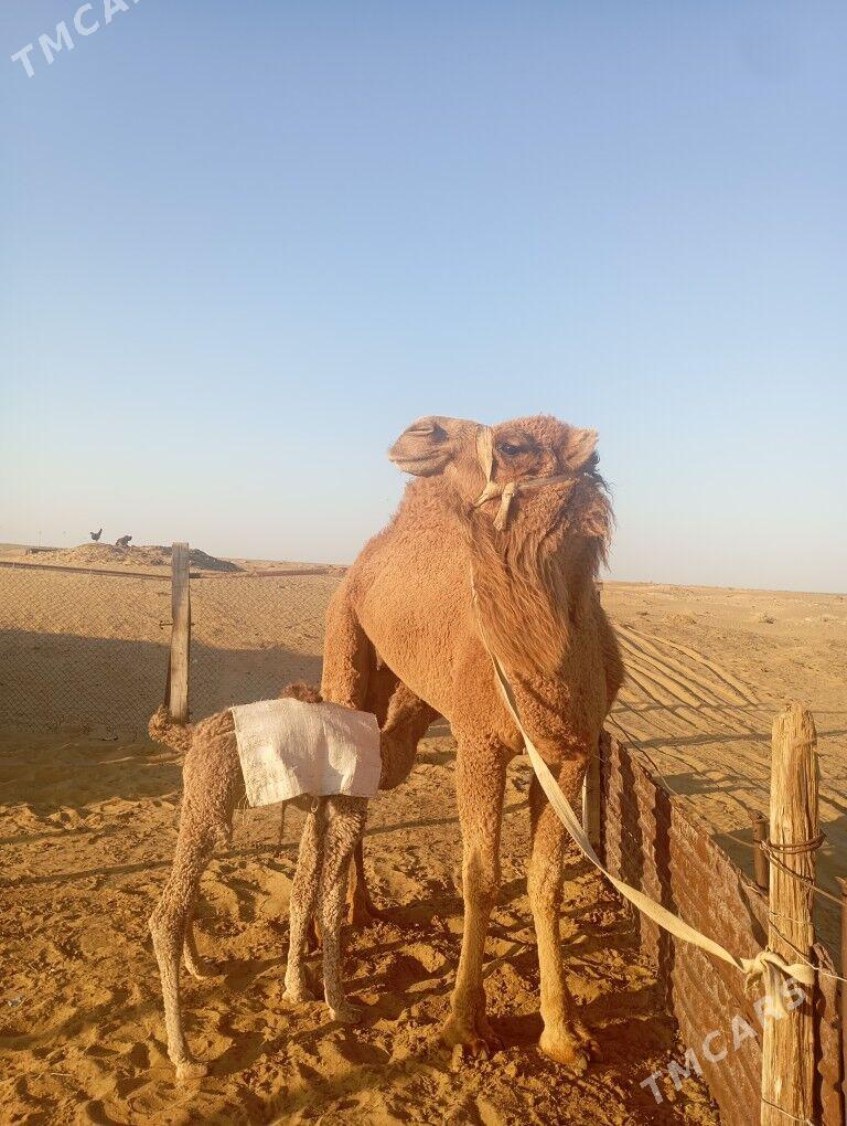 Duye - Туркменбаши - img 1