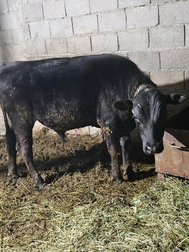 okuz - Гёкдепе - img 1