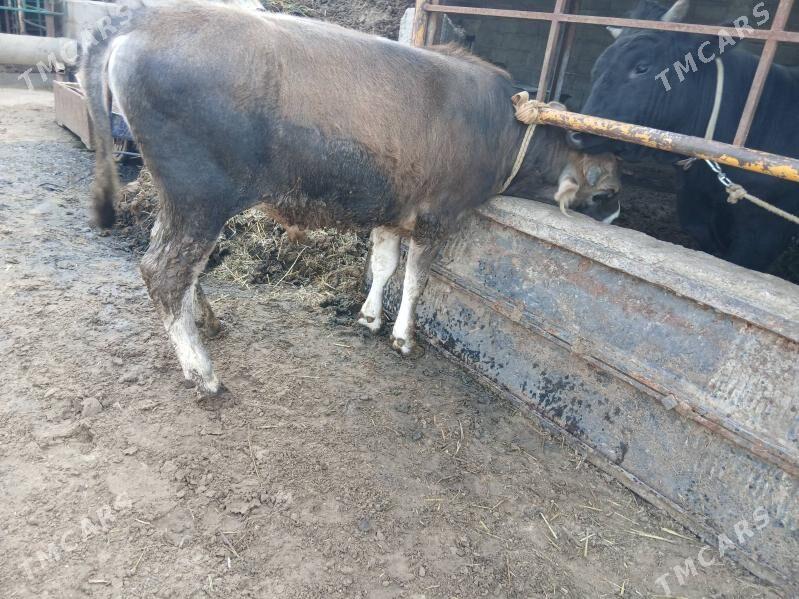 swes okuz - Çoganly - img 1