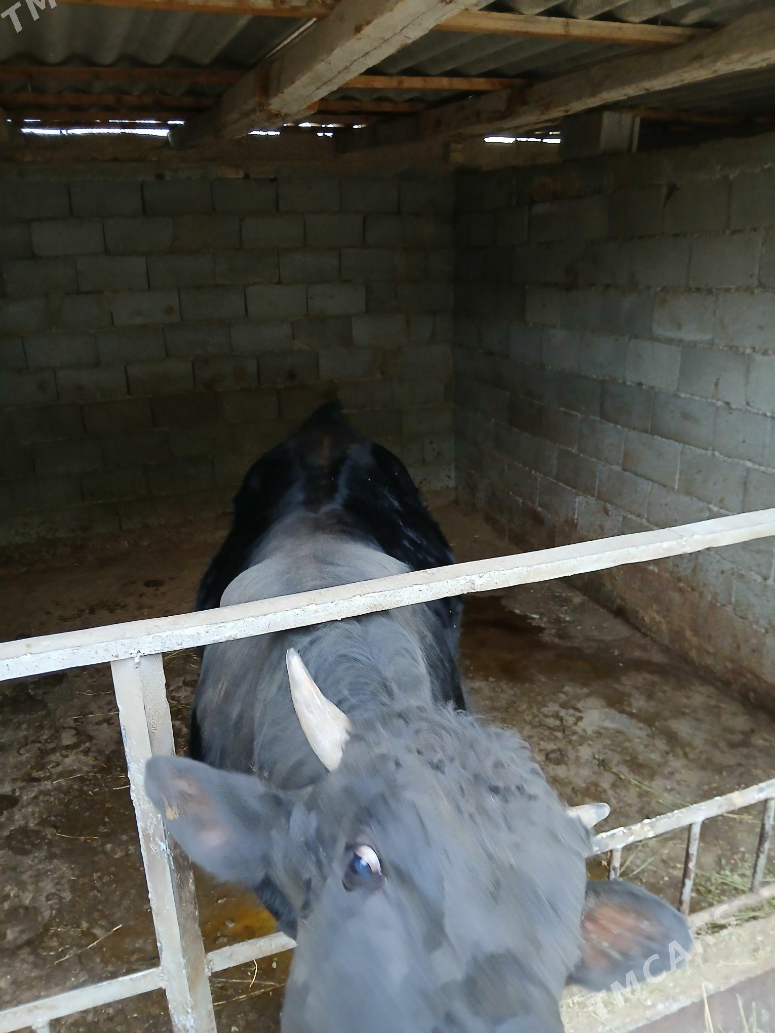 Õkiz - Бузмеин - img 1