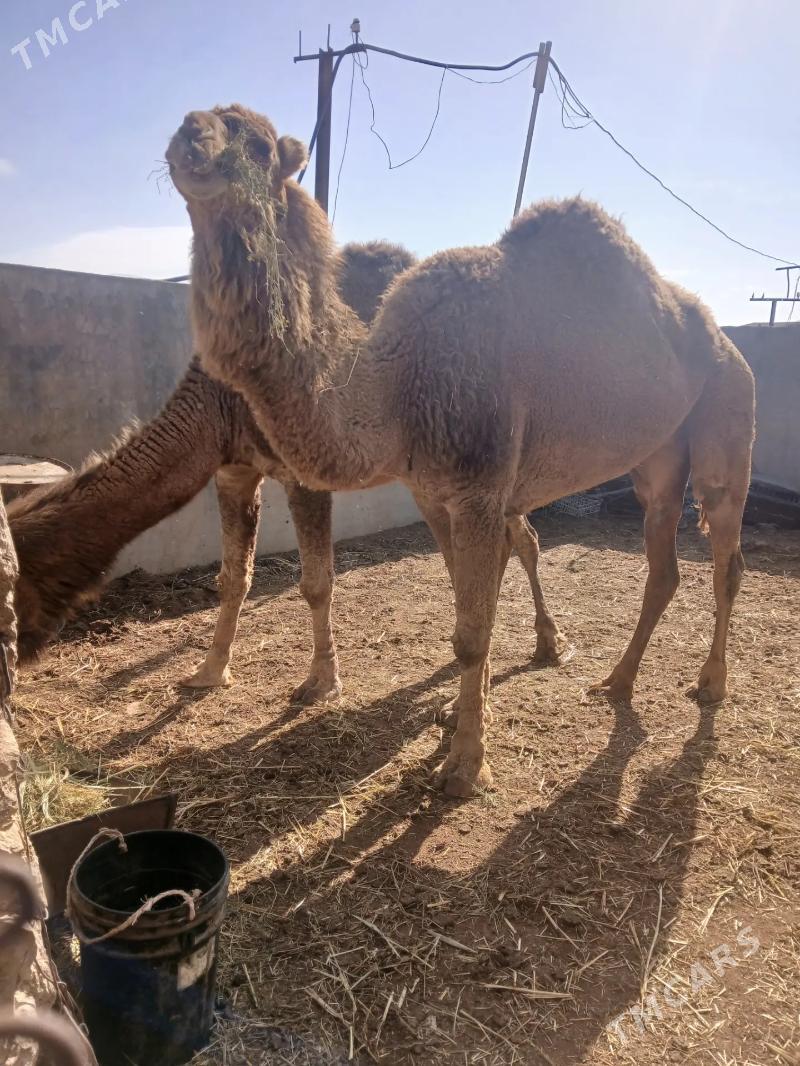 duye - Балканабат - img 1