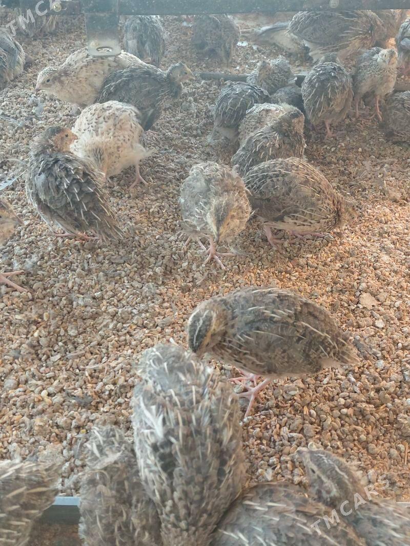 bedene - Köşi - img 1