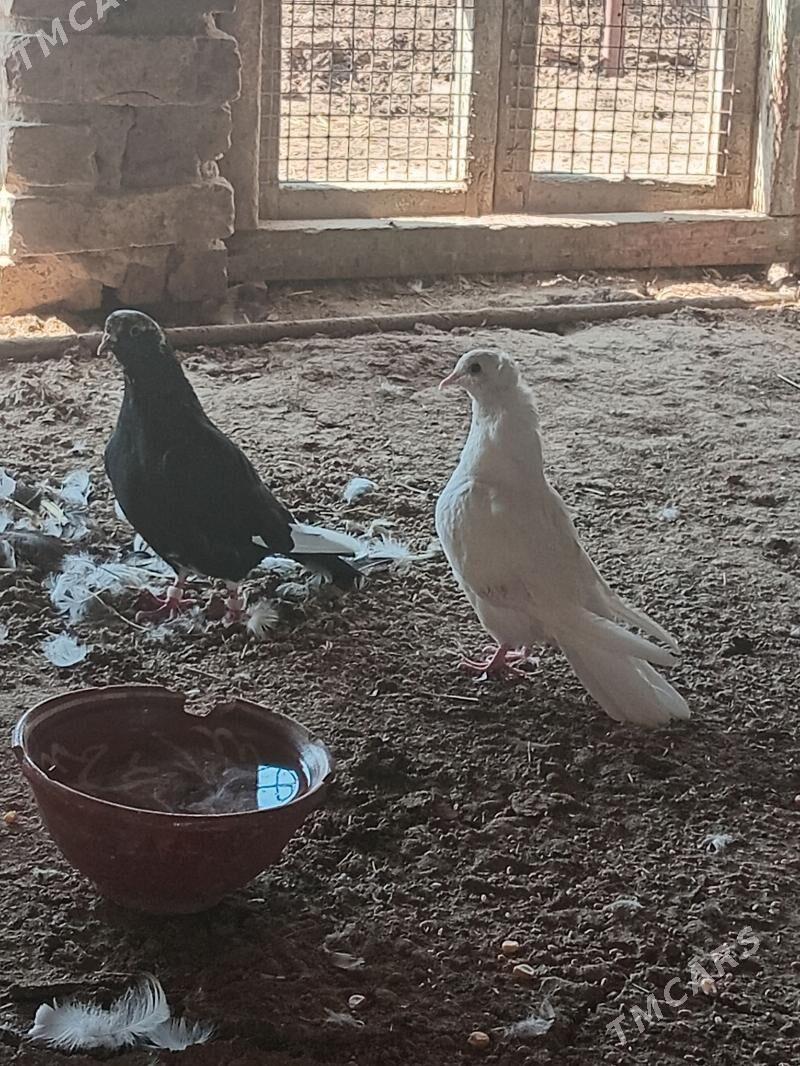 kepderi - Мары - img 1