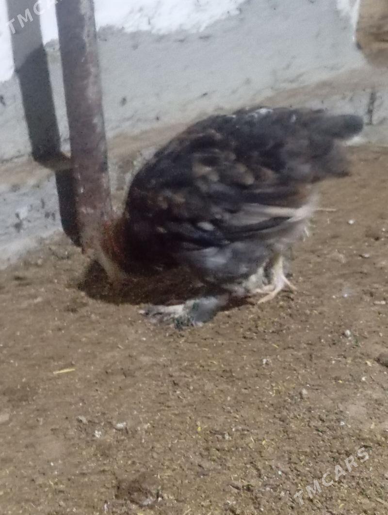 Brama jüýje - Ёлётен - img 1