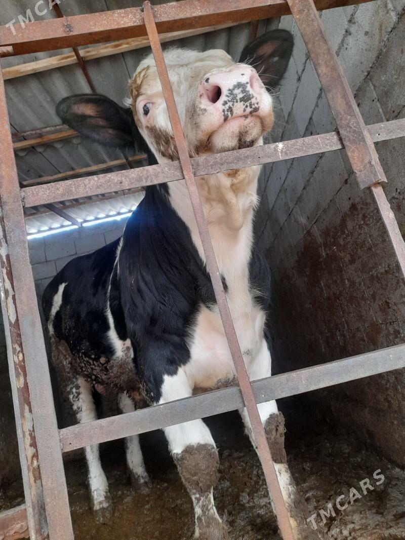 simental okuz - Bagyr - img 1