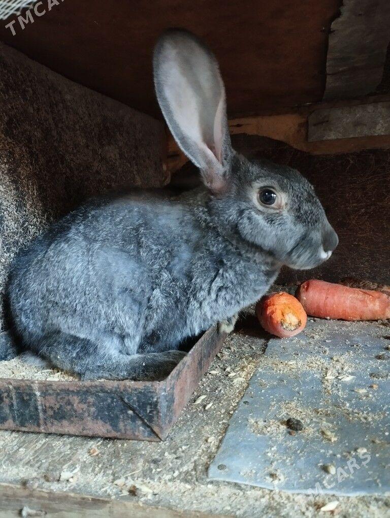 кролики четырёх месячные - Türkmenbaşy - img 1
