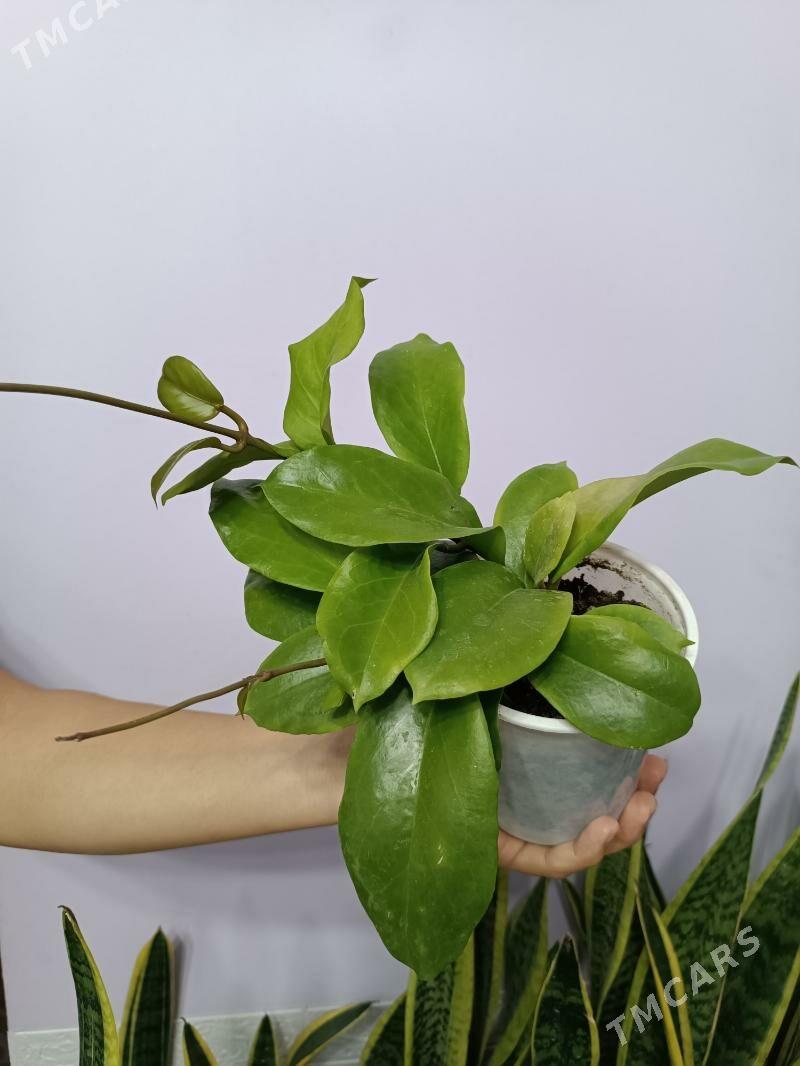 ХОЙЯ - Aşgabat - img 1