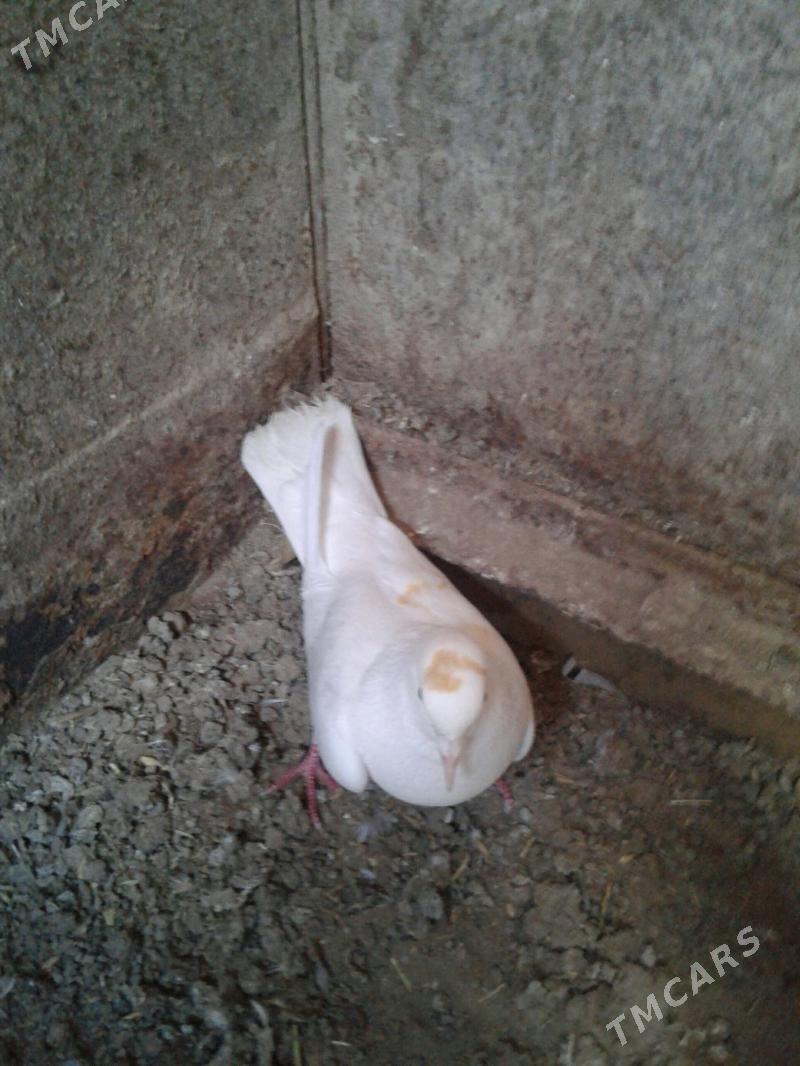 KEPDERI - Мары - img 1