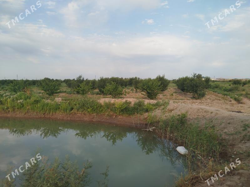 bagchylyk yer 3 gektar - Daşoguz - img 1