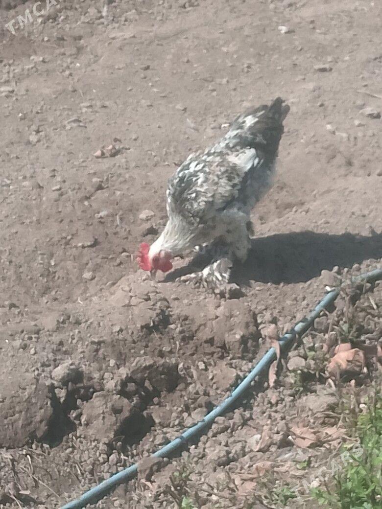 Koraz - Aşgabat - img 1