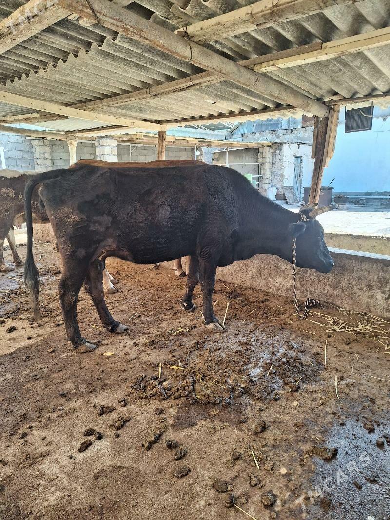 goleli sygyr - Ак-Бугдайский этрап - img 1