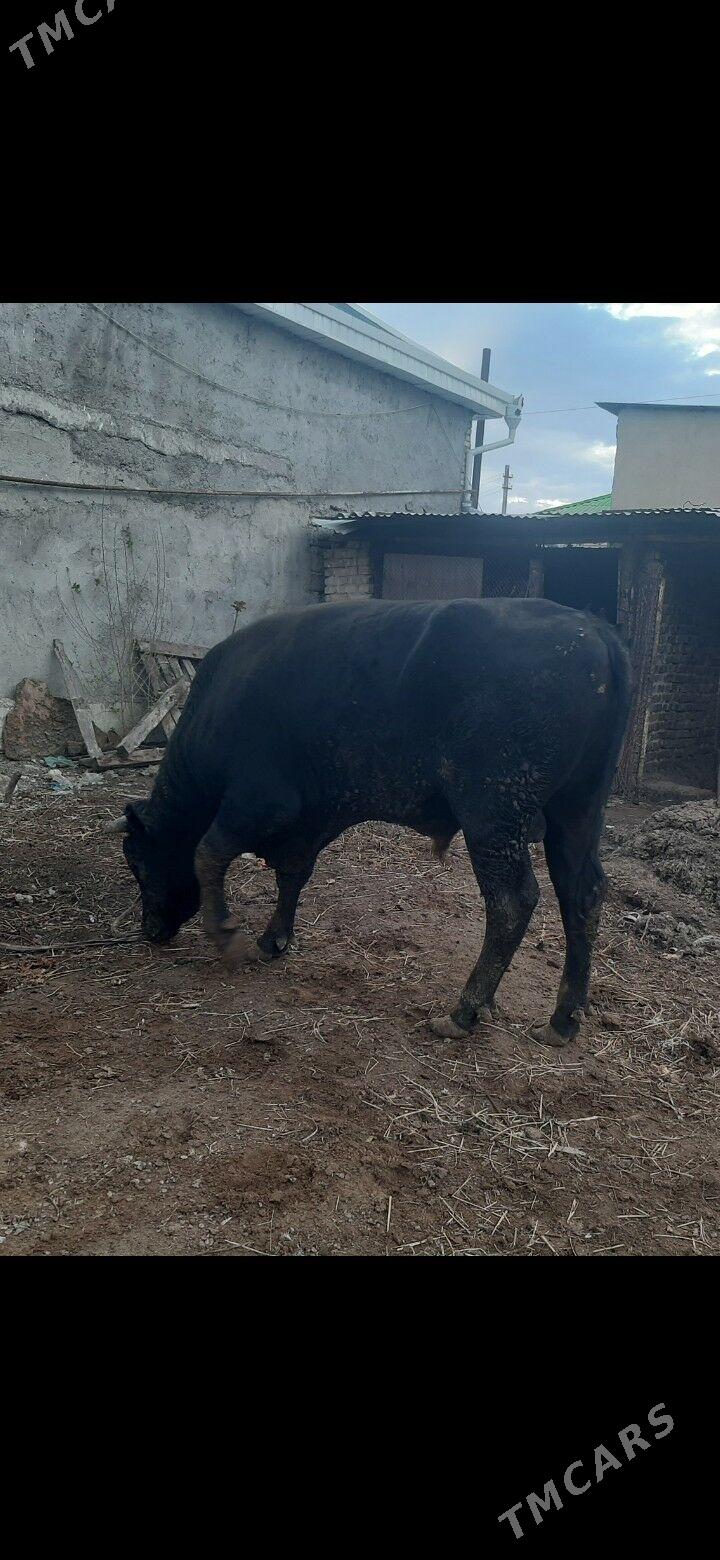 Òkùz - Aşgabat - img 1