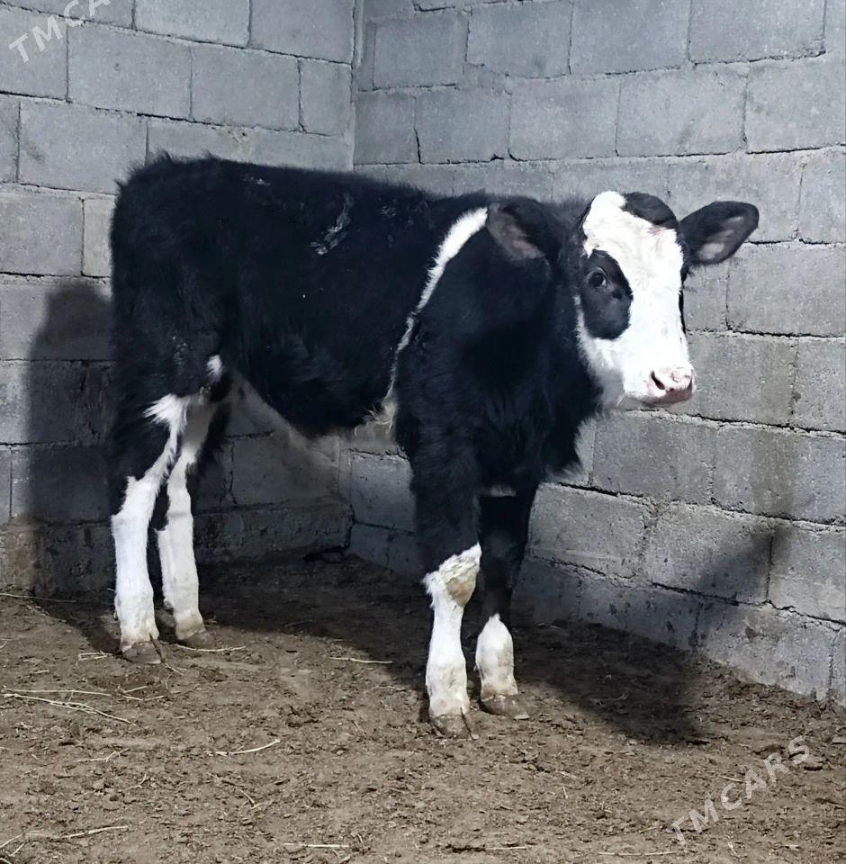 Gibirit öküz - Бузмеин - img 1