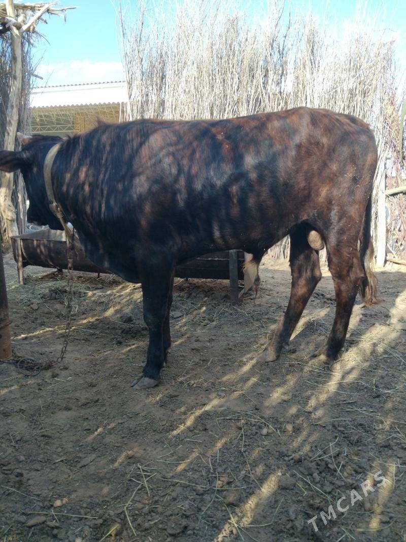 öküz - Mary - img 1