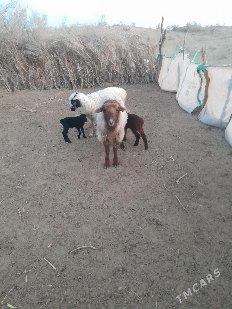 guzyly goýun - Балканабат - img 1