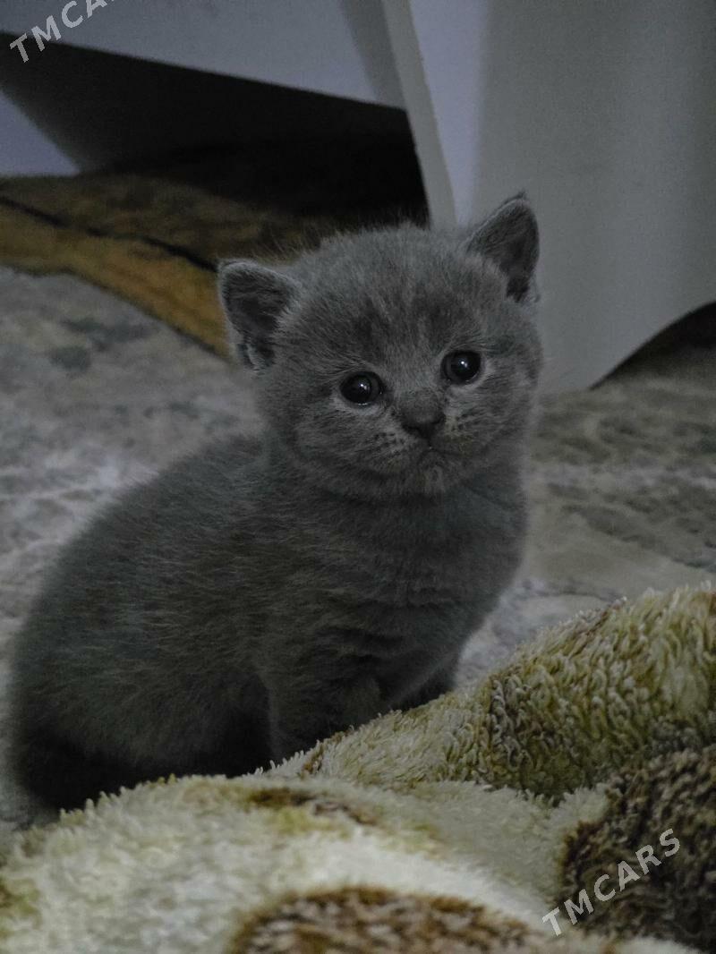 Britan pishijekler - Aşgabat - img 1