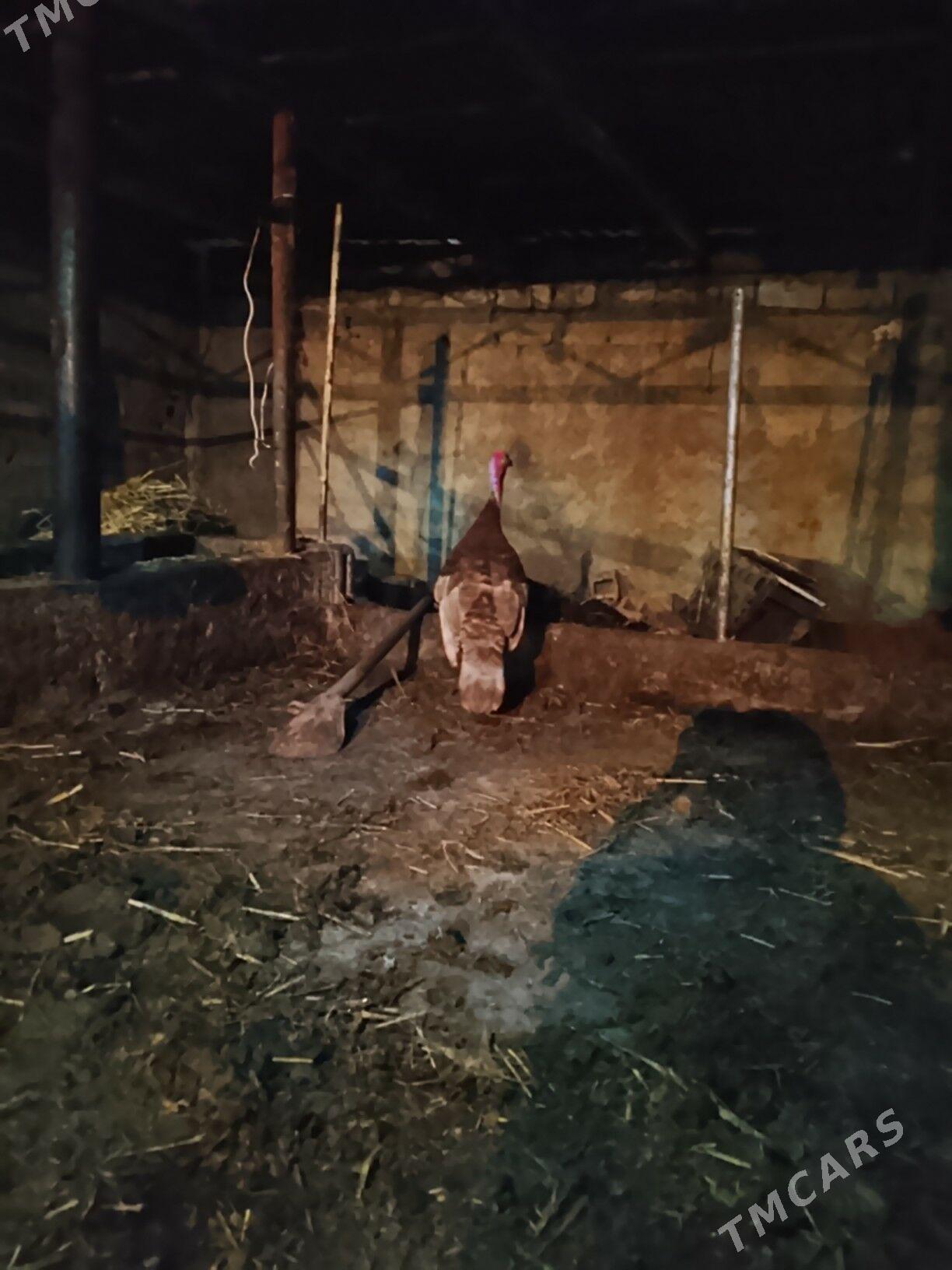 owgan horaz - Ашхабад - img 1