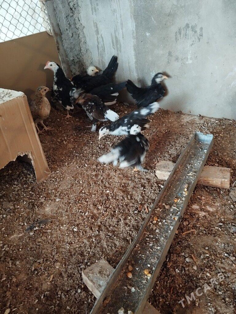 karlik juje - Балканабат - img 1