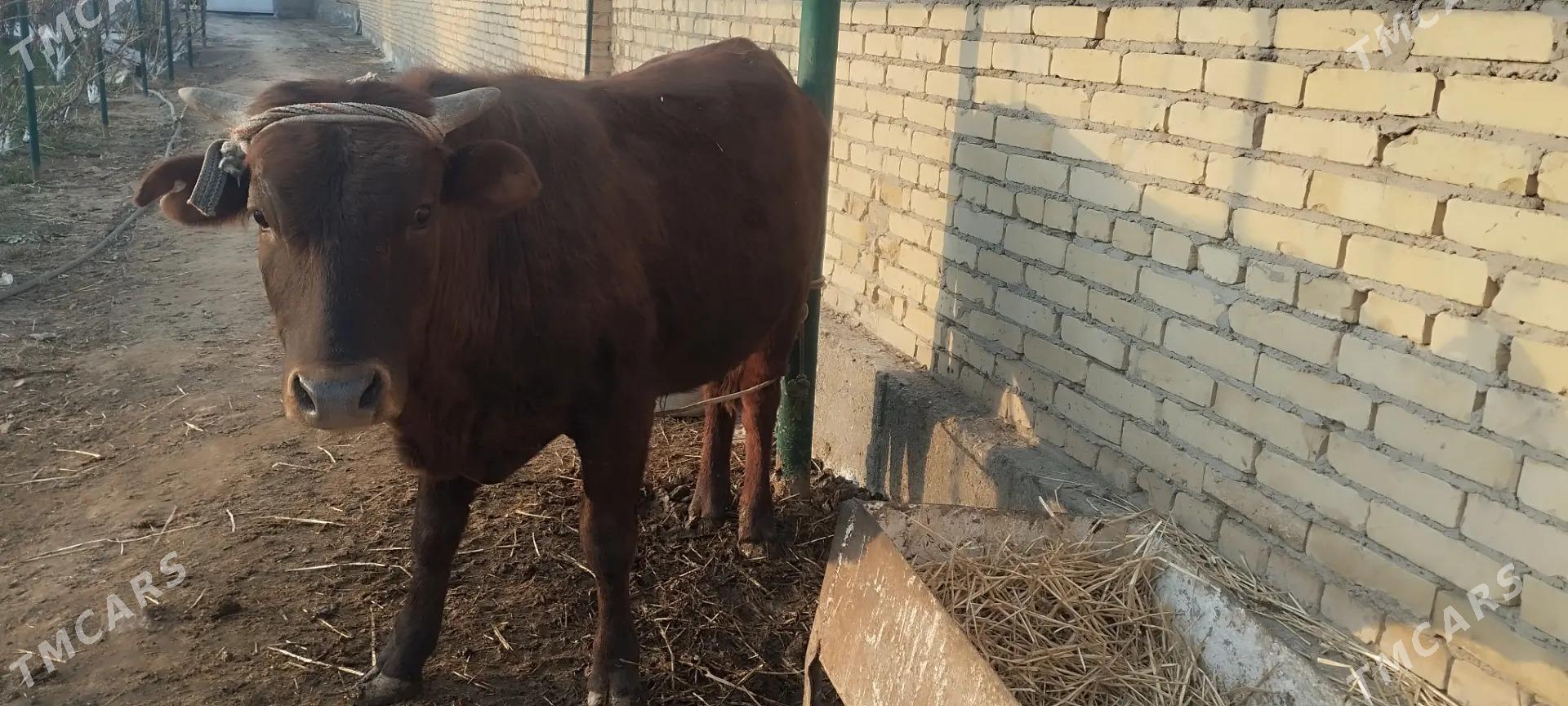 окузлер - Туркменабат - img 1