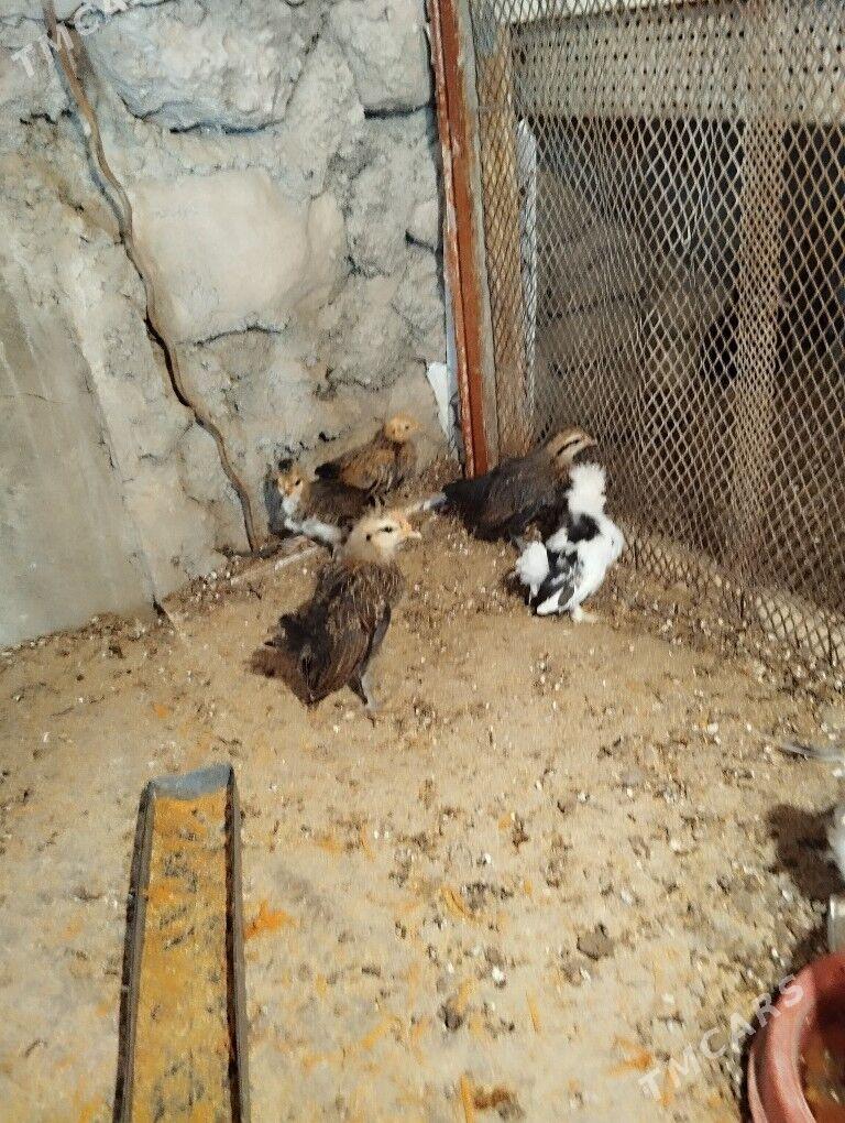 karlik juje - Балканабат - img 1