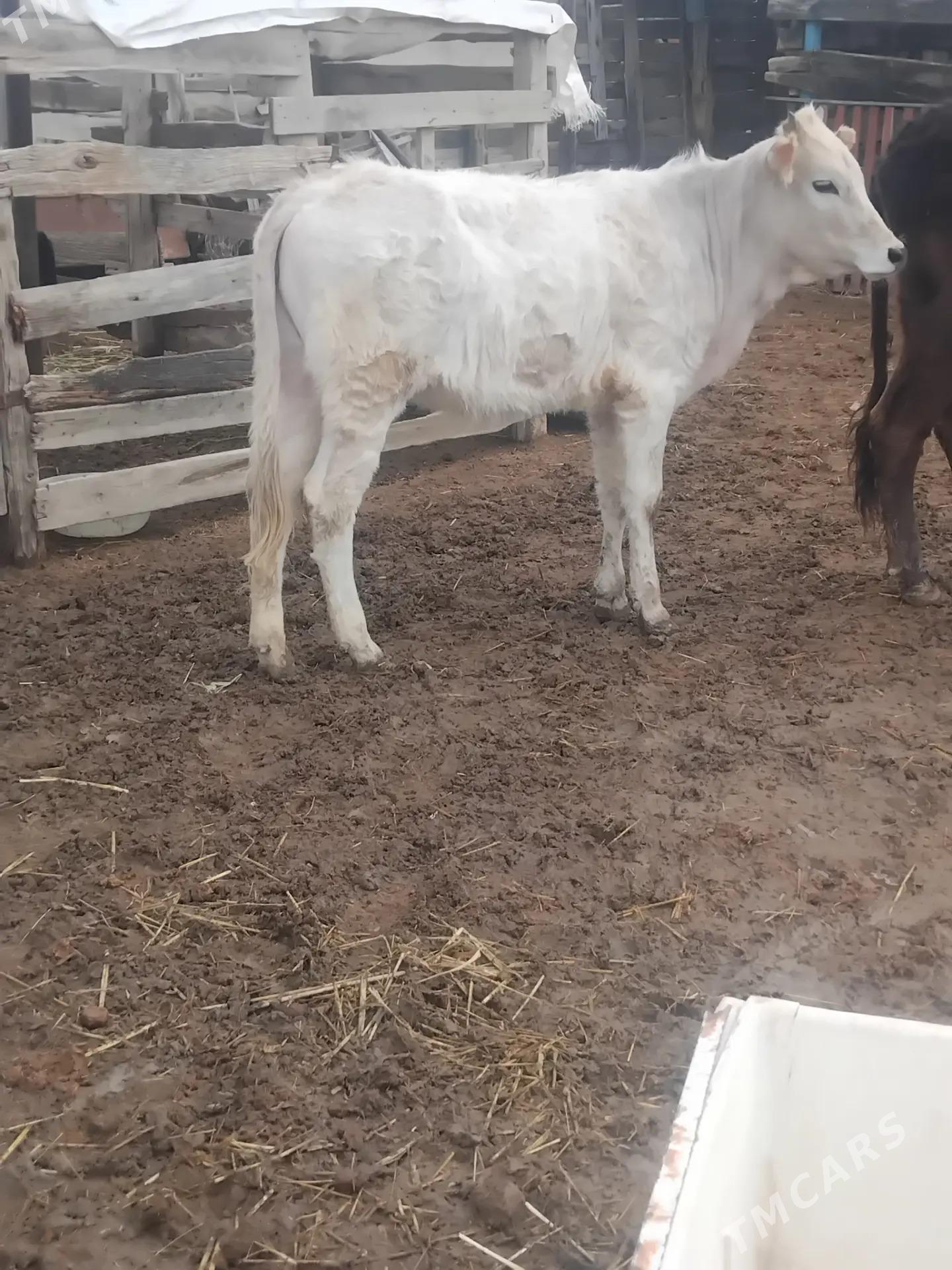 Gacar - Etrek - img 1