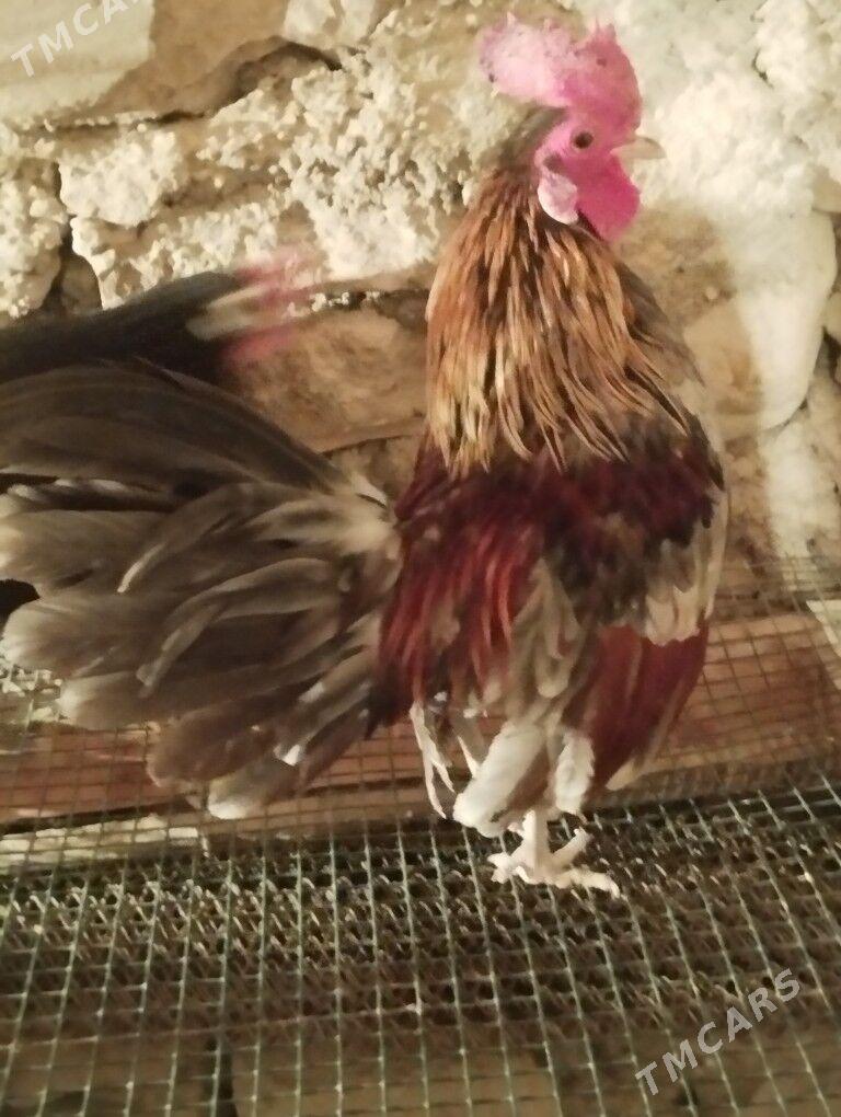 karlik horaz - Balkanabat - img 1