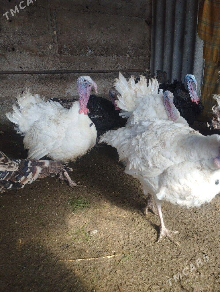 induk haraz - Gypjak - img 1