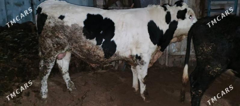 simental okuz - Ашхабад - img 1