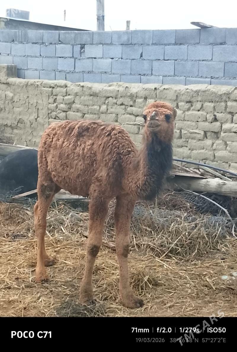 Ogsyklar - Бахарден - img 1