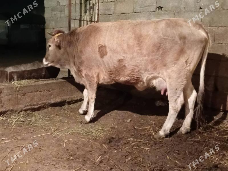 goleli sygyr - Гёкдепе - img 1