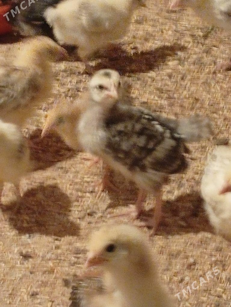 juyje - Bäherden - img 1