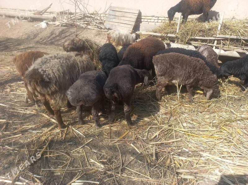 Гузулы гоюн ,гузалар.. - Дашогуз - img 1