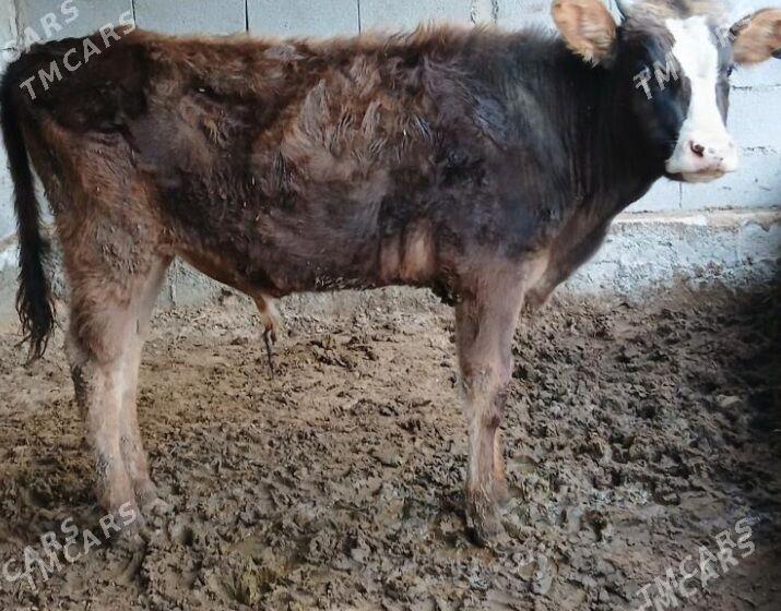 okuz - Aşgabat - img 1