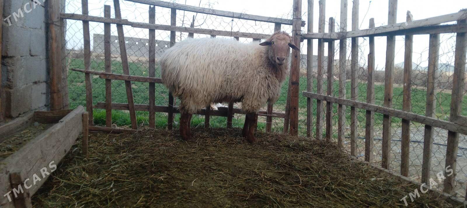 Goç - Bäherden - img 1